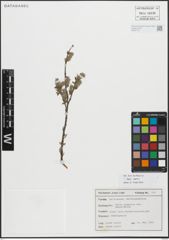 Foto von Salix repens L.